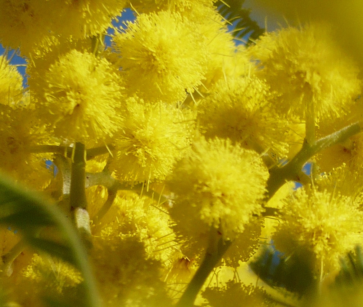 Buona Festa della Donna