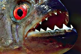 piranha